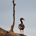 Asa-branca(Black-bellied Whistling-Duck)