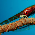 Whip Coral Shrimp