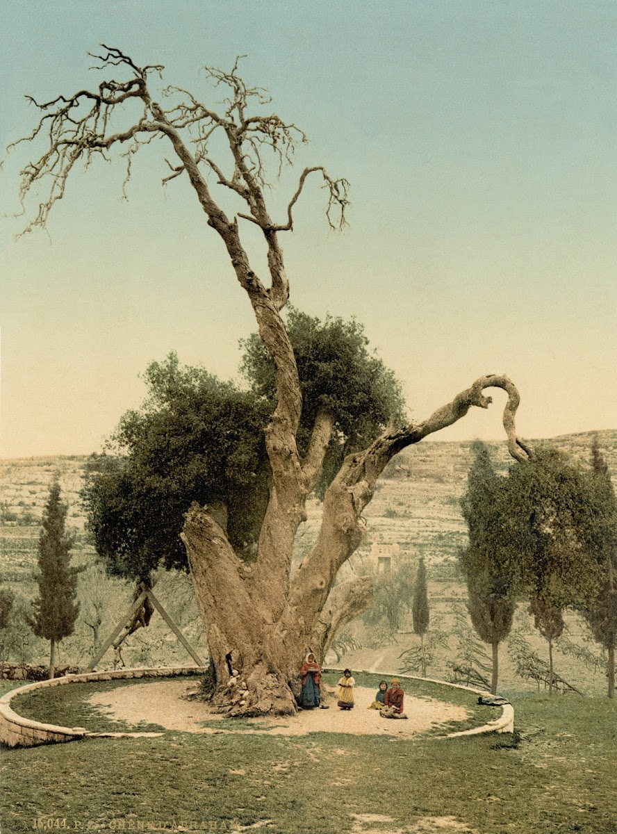 "Mamre Tree of Abraham," first home in Land of Canaan, near Hebron