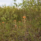 Castilleja coccinea