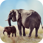 Cover Image of Herunterladen Elephant Sounds 2.0 APK