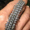 Giant Flat-backed Millipede