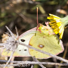 Berger's Clouded Yellow