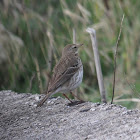 Water pipit