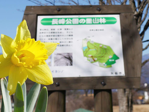 長峰公園の里山林