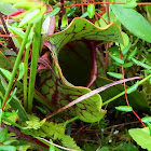 Pitcher Plant