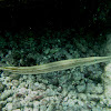 Trumpetfish