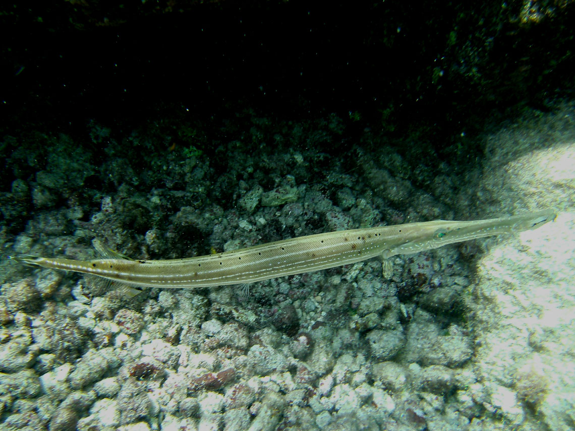 Trumpetfish