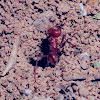 fire ant