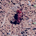 fire ant