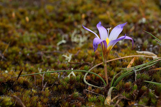 Romulea bulbocodium