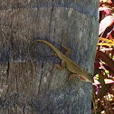 Brown Anole