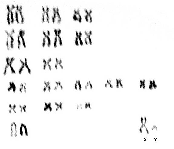 Karyotype of male panda