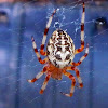 Marbled Spider