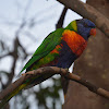 Rainbow lorikeet