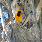 Hooded Oriole