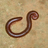 Millipede