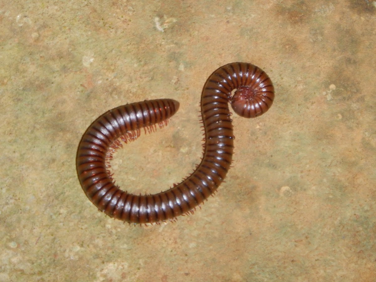 Millipede