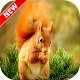 Download Squirrel Wallpaper For PC Windows and Mac 1.1