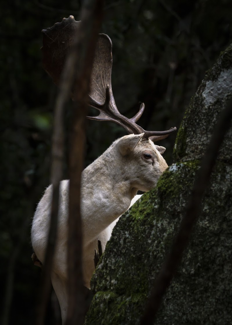 White fallow deer di cristinascano