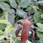 Leaf-footed Bug