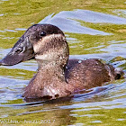 White-headed Duck; Malvasía