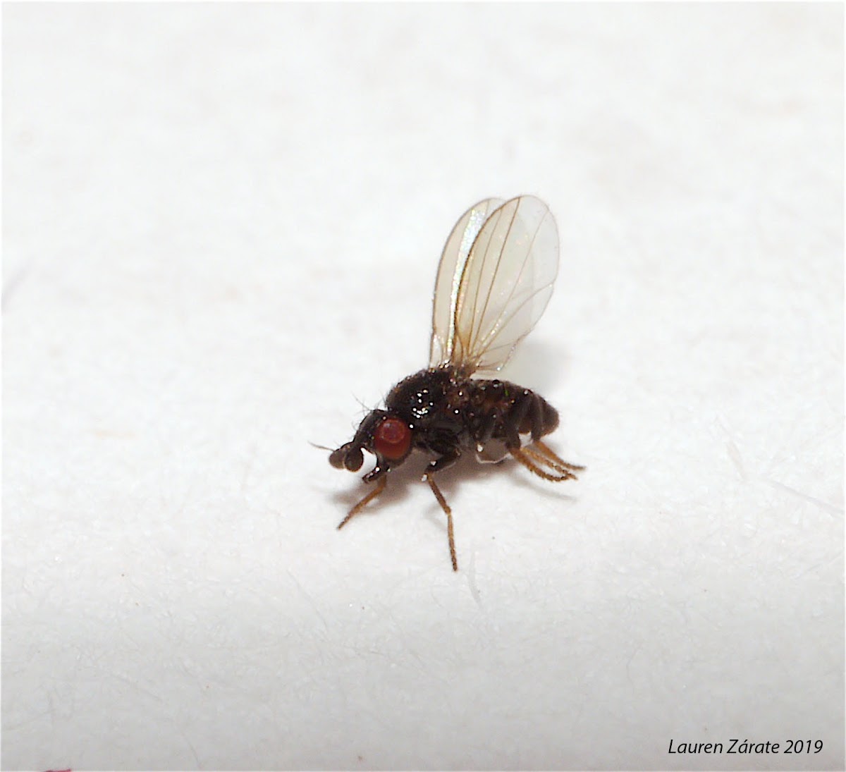 Leaf Mining Fly