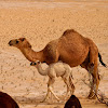 Dromedary Camel