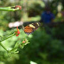 Eastern tiger shallowtail