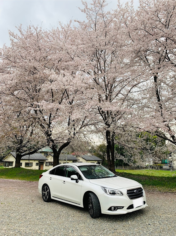 レガシィB4の愛車&サクラ🌸・桜トンネル🌸🌸🌸・もう散り始めるに関するカスタム事例の投稿画像1枚目
