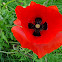 Corn Poppy