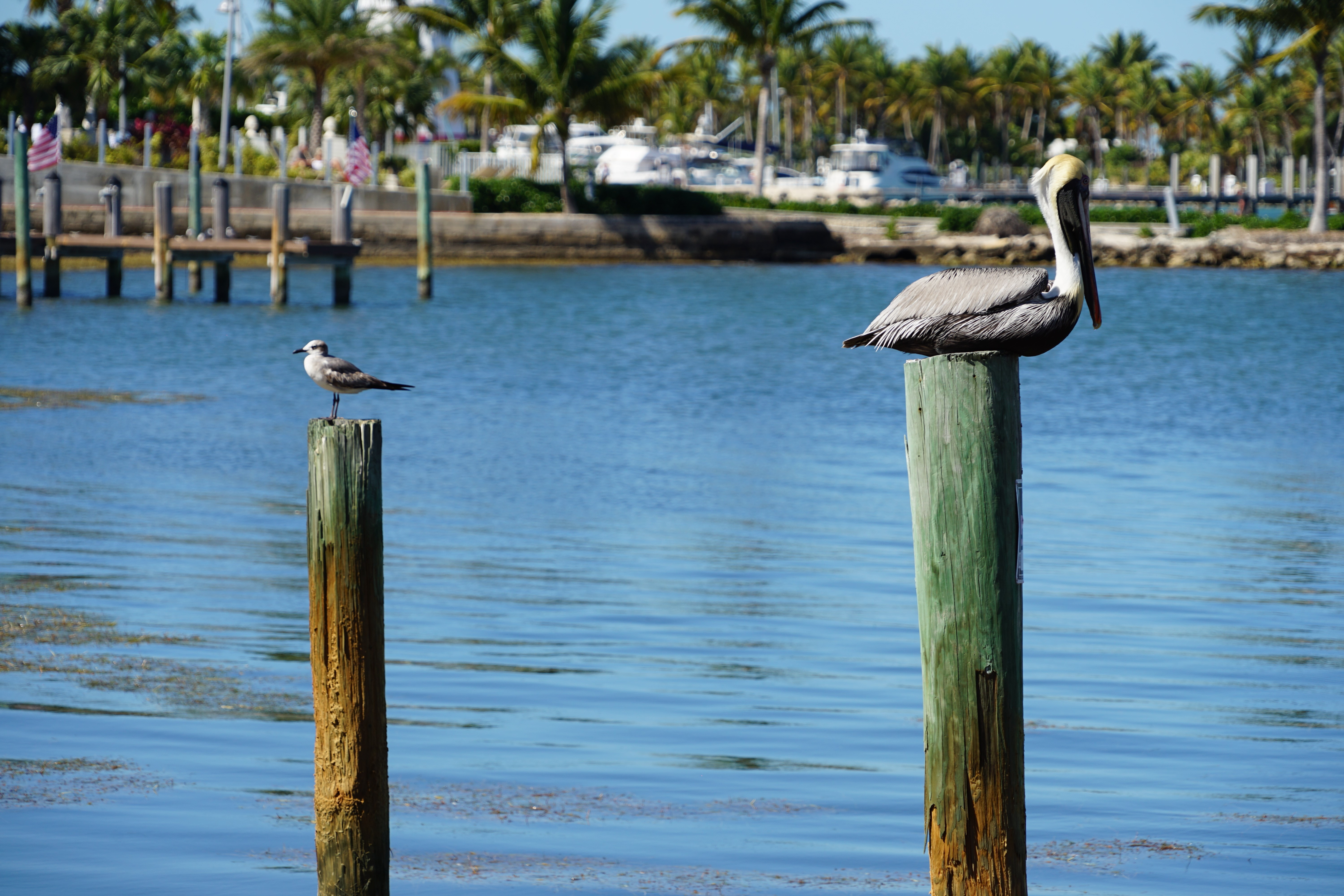 ognuno il proprio trespolo di pina_de_curtis