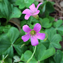 Pink Woodsorrel