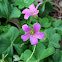 Pink Woodsorrel