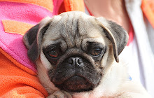 Pugs Wallpapers HD New Tab Theme small promo image