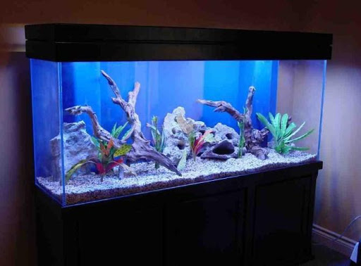 Aquarium Design Ideas