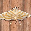 Crambidae moth