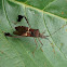 Leaf-footed Bug