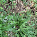 Buckthorn Plantain