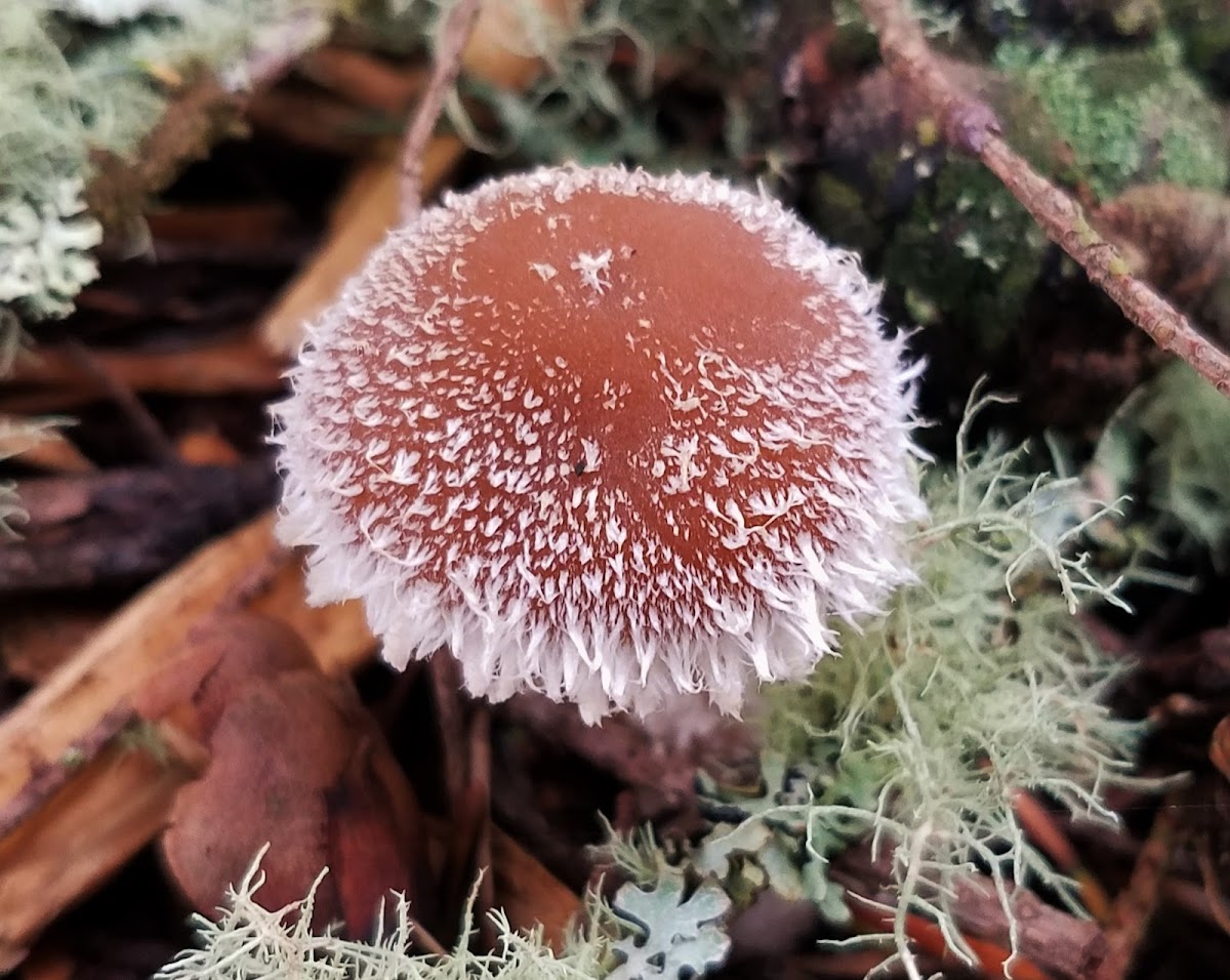 The Charcoal Psathyrella