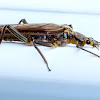 Stoneflies