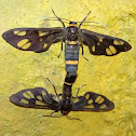 handmaiden moth