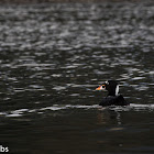 Surf Scoter