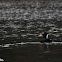 Surf Scoter