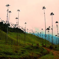 Palme da cera di 