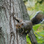 Eastern Gray Squirrel