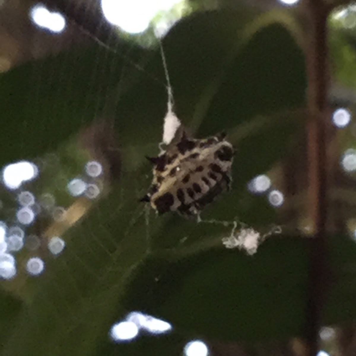 Spiny Orbweaver