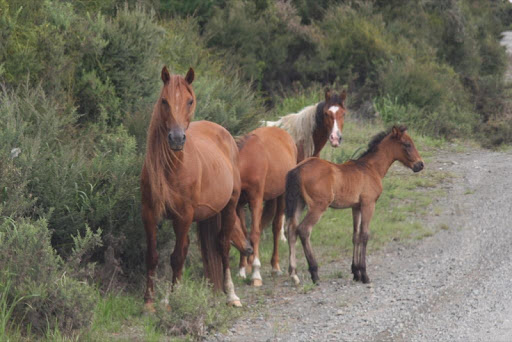 Wild Feral Horses Wallpapers