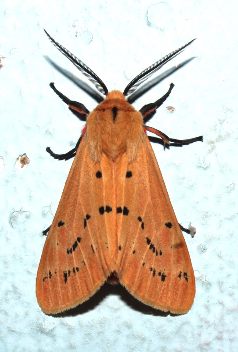 Jute hairy caterpillar moth