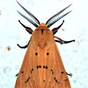 Jute hairy caterpillar moth